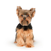DOG 02 RK0444 01
Yorkshire Terrier Sitting On White Seamless