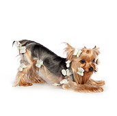 DOG 02 RK0448 01
Yorkshire Terrier Wearing Hair Clips Crouching On White Seamless