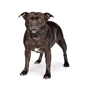 DOG 02 RK0449 01
American Staffordshire Terrier Standing On White Seamless