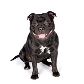DOG 02 RK0450 01
American Staffordshire Terrier Sitting On White Seamless