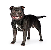 DOG 02 RK0451 01
American Staffordshire Terrier Standing On White Seamless
