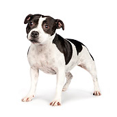 DOG 02 RK0452 01
American Staffordshire Terrier Standing On White Seamless