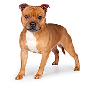 DOG 02 RK0454 01
American Staffordshire Terrier Standing On White Seamless