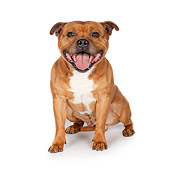 DOG 02 RK0455 01
American Staffordshire Terrier Sitting On White Seamless