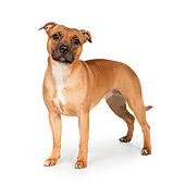 DOG 02 RK0456 01
American Staffordshire Terrier Standing On White Seamless