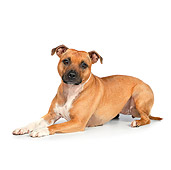 DOG 02 RK0458 01
American Staffordshire Terrier Laying On White Seamless