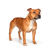 DOG 02 RK0459 01
American Staffordshire Terrier Standing On White Seamless