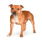 DOG 02 RK0460 01
American Staffordshire Terrier Standing On White Seamless