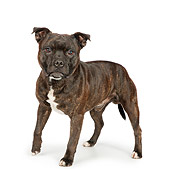 DOG 02 RK0461 01
American Staffordshire Terrier Standing On White Seamless