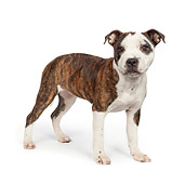 DOG 02 RK0463 01
American Staffordshire Terrier Standing On White Seamless