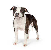 DOG 02 RK0465 01
American Staffordshire Terrier Standing On White Seamless