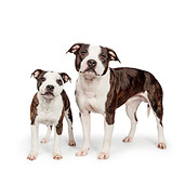 DOG 02 RK0466 01
American Staffordshire Terriers Standing On White Seamless