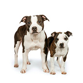 DOG 02 RK0467 01
American Staffordshire Terriers Standing On White Seamless