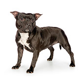DOG 02 RK0468 01
American Staffordshire Terrier Standing On White Seamless