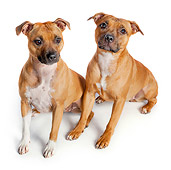 DOG 02 RK0469 01
American Staffordshire Terriers Sitting On White Seamless