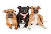 DOG 02 RK0470 01
American Staffordshire Terriers Sitting On White Seamless