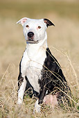 DOG 02 SS0004 01
American Pit Bull Sitting In Meadow
