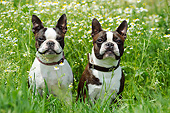 DOG 02 SS0005 01
Two Boston Terriers Sitting In Grass