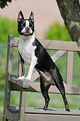 DOG 02 SS0006 01
Boston Terrier Standing On Bench