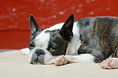 DOG 02 SS0007 01
Close-Up Of Boston Terrier Resting On Blanket