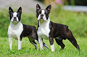 DOG 02 SS0008 01
Two Boston Terriers Standing On Grass