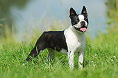 DOG 02 SS0009 01
Boston Terrier Standing On Grass