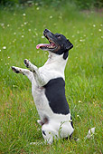 DOG 02 WF0001 01
Jack Russell Terrier Sitting Upright In Grass Field