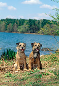 DOG 02 CE0001 01
Two Border Terriers Sitting By Lake Blue Sky