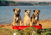 DOG 02 CE0002 01
Three Border Terriers Sitting In Wagon By Lake