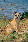 DOG 02 CE0003 01
Border Terrier Sitting By Lake
