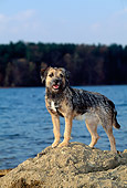 DOG 02 CE0004 01
Border Terrier Standing On Rock By Lake