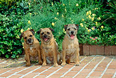 DOG 02 CE0005 01
Three Border Terriers Sitting On Brick Patio By Yellow Flowers