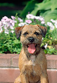 DOG 02 CE0006 01
Close-Up Of Border Terrier Sitting By Brick Wall And Lavender Flowers