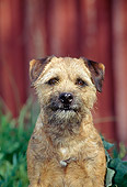 DOG 02 CE0007 01
Shoulder Shot Of Border Terrier Sitting By Red Barn