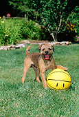 DOG 02 CE0008 01
Border Terrier Playing With Yellow Ball On Grass