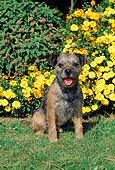 DOG 02 CE0009 01
Border Terrier Sitting On Grass By Yellow Flowers