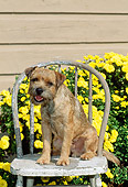 DOG 02 CE0010 01
Border Terrier Sitting On Wooden Chair By Yellow Flowers