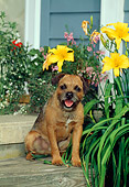 DOG 02 CE0011 01
Border Terrier Sitting On Wooden Steps By Yellow Flowers