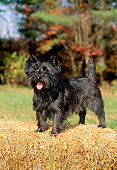 DOG 02 CE0012 01
Cairn Terrier Standing On Hay Bale By Trees