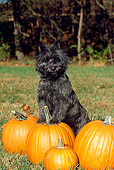 DOG 02 CE0013 01
Cairn Terrier Standing On Pumpkin By Trees