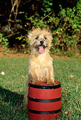 DOG 02 CE0014 01
Cairn Terrier Standing On Small Red Barrel By Shrubs