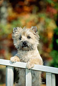 DOG 02 CE0015 01
Cairn Terrier Standing With Paws On Railing By Autumn Trees