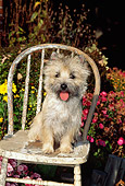 DOG 02 CE0016 01
Cairn Terrier Sitting On Old Chair By Flowers In Garden
