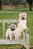 DOG 02 CE0017 01
Two Cairn Terriers Standing On Bench In Park