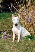 DOG 02 CE0018 01
Miniature Bull Terrier Sitting By Tall Grass And Wildflowers