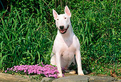 DOG 02 CE0019 01
Miniature Bull Terrier Sitting On Stone Wall By Flowers And Tall Grass