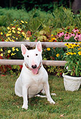 DOG 02 CE0021 01
Miniature Bull Terrier Sitting On Grass By Wooden Rail Fence And Flowers