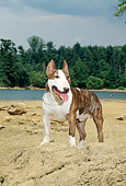 DOG 02 CE0022 01
Standard Bull Terrier Standing On Rock By Water