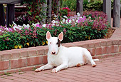 DOG 02 CE0023 01
Standard Bull Terrier Laying On Brick Patio By White And Purple Flowers