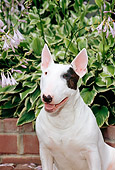 DOG 02 CE0024 01
Standard Bull Terrier Sitting On Brick Patio By Plants